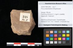 Foto (Objekt + Etikett) von Pinus praesilvestris Ettingshausen (NHMW-GEO-2024-0188-0248)